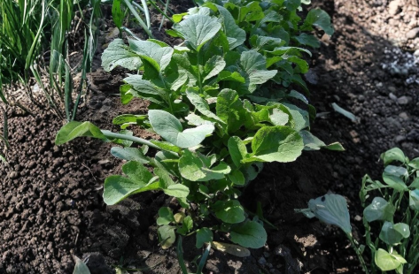 Bloomsdale Spinach Seeds 250 Count - Heirloom Leafy Green Vegetable Seeds - Spinacia oleracea for Home Gardens and Containers