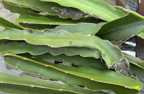 Dragon Fruit Cuttings 8-12 Inch - 2 Live Pitaya Cactus Cuttings for Propagation - Hylocereus sp.
