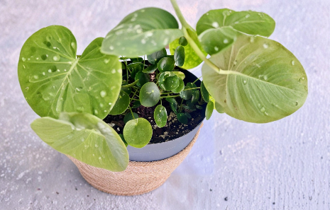Variegated Pilea Peperomioides Cuttings - White Splash - Live Unrooted Houseplant Propagation - Chinese Money Plant