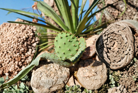 Plains Prickly Pear Cactus Pad Cutting - 1 Live Opuntia macrorhiza for Propagation - Cold-Hardy Native Cactus Plant