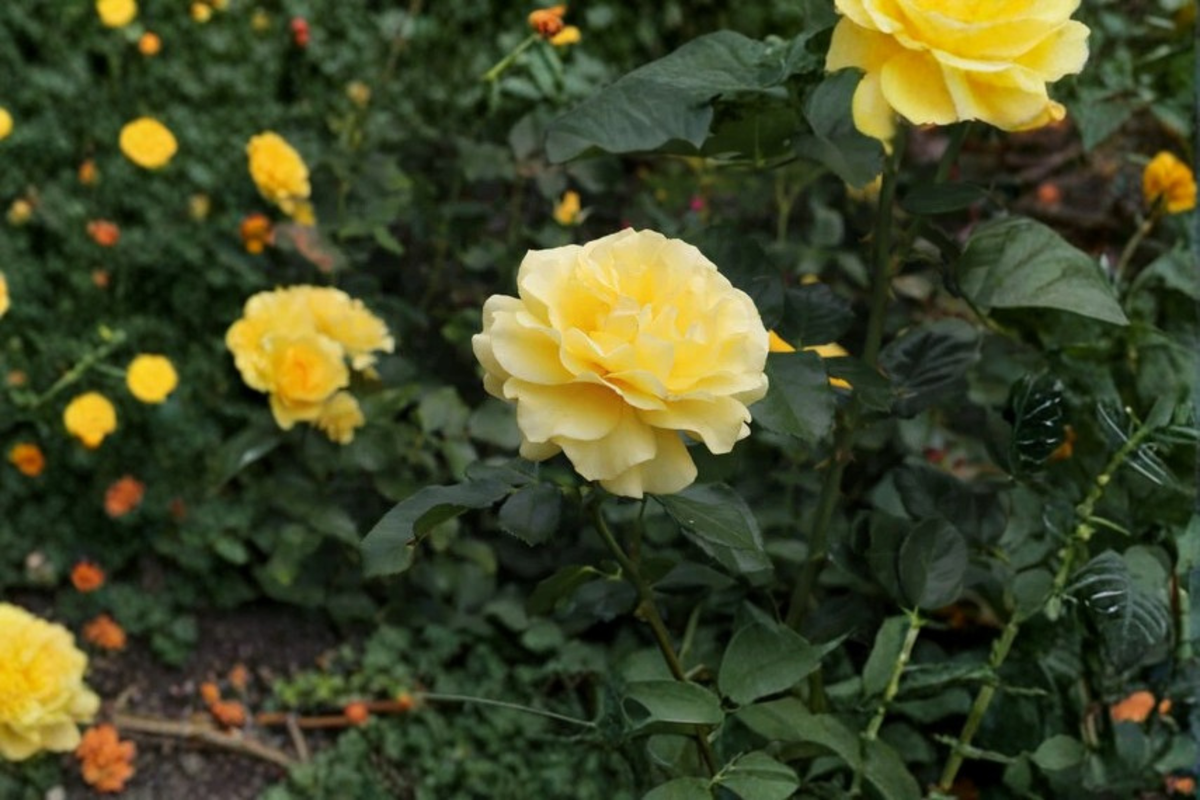 Sunsprite Rose Bush 3 Gallon Live Plant – Deep Yellow Floribunda Rose Shrub, Flowering Garden Plant