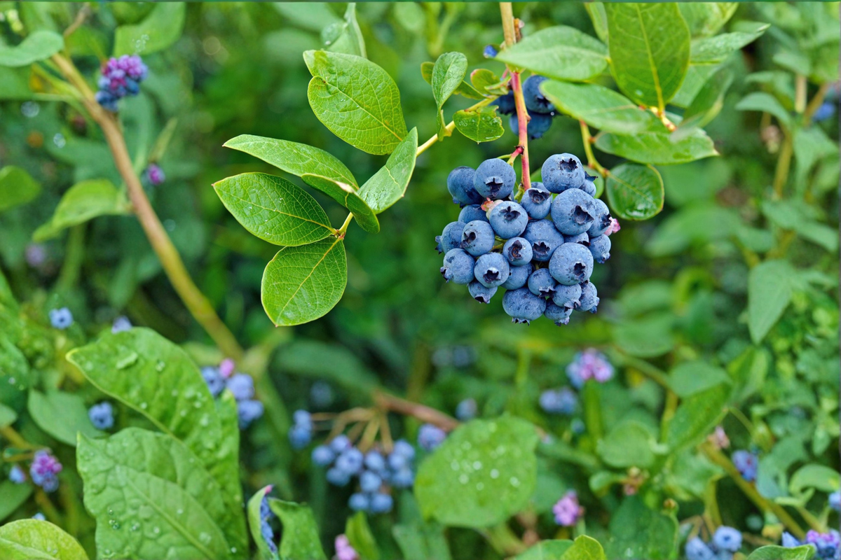 Delite Blueberry Plant Live 1 Gal – Sweet Blueberry Bush for Garden, High Yield Berry Shrub for Home Growing Outdoor Plant