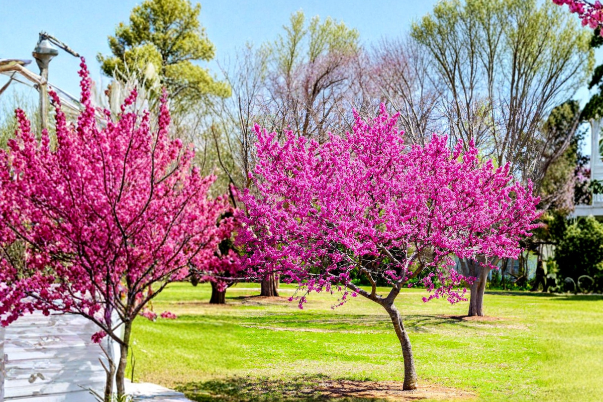 Oklahoma Redbud Tree Live Plant 4–6 Ft – Pink Flowering Ornamental Tree for Landscaping, Hardy Garden Tree for Outdoor