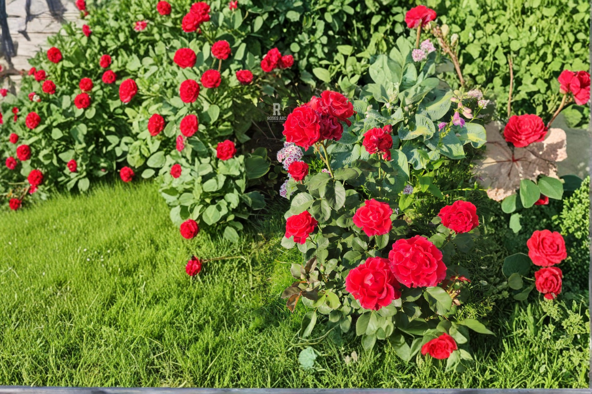 Toro Hybrid Tea Rose 1 Gal. Red Live Bush Plants Shrub Plant Fine Roses