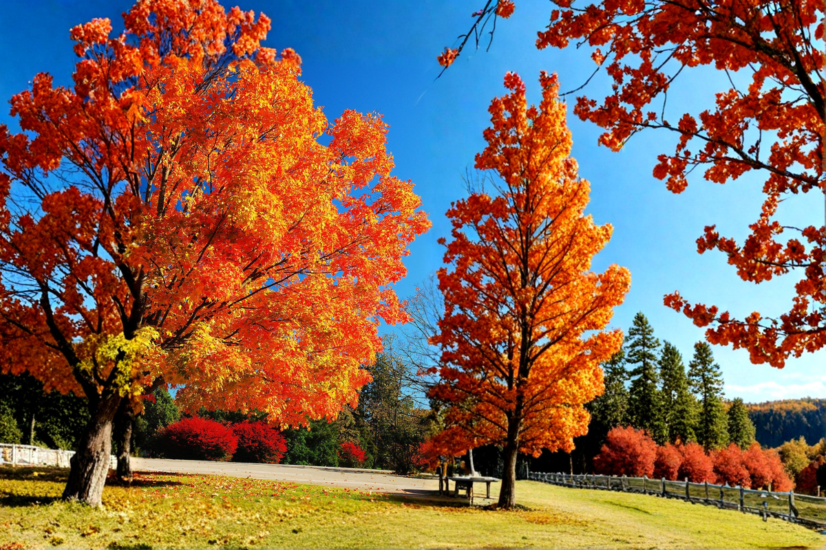 Red Maple Tree Live Plant 4–6 ft – Native Shade Tree with Red Yellow Fall Foliage, Outdoor Landscape Tree for Home Garden