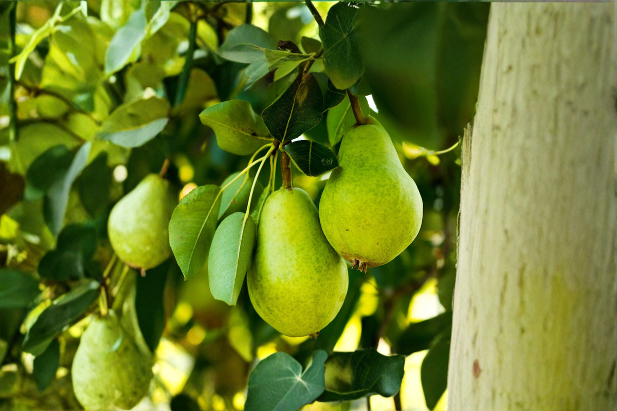 Kieffer Pear Tree 4–6 Ft Live Fruit Tree, Juicy Pear Plant for Canning Baking Home Garden Orchard