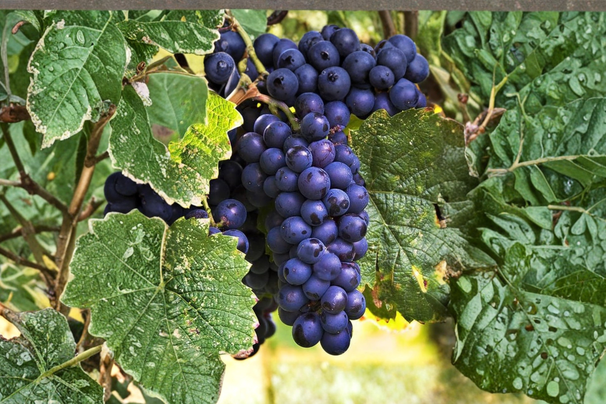 Saturn Blue Seedless Grape Vine 3 Gallon Live Plant – Sweet Grapes Vitis vinifera Garden Trellis Fruit Vine
