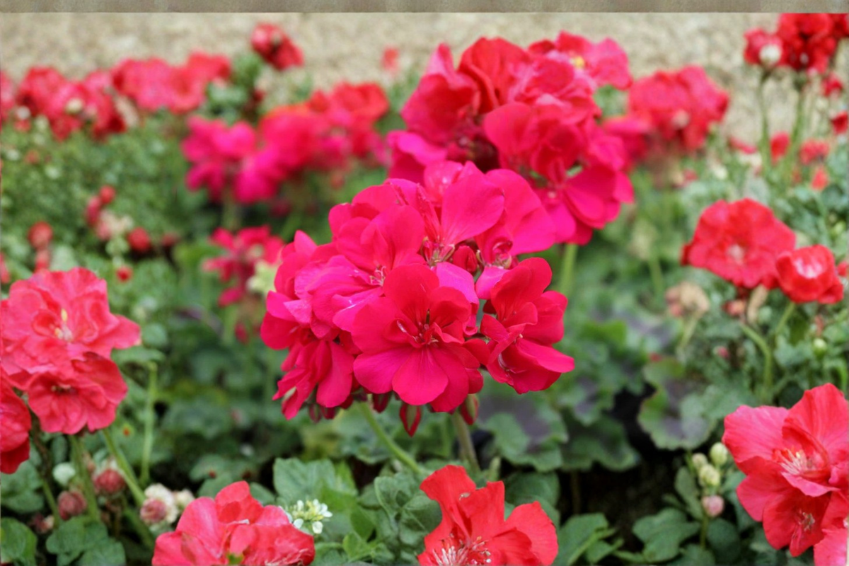 Double Bright Pink Geranium Cuttings - 4 Unrooted Pelargonium Cuttings for Ornamental Plant Propagation