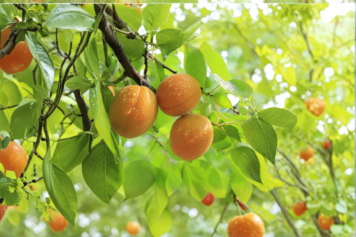Katy Apricot Tree 4-6 Ft Live Fruit Tree – Sweet Juicy Apricot Plant for Home Garden Outdoor Orchard Tree No Ship CA