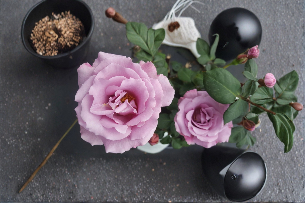 Angel Face Floribunda Rose Plant 5 Gal Lavender Mauve Rose Bush Live Outdoor Garden Flowering Shrub