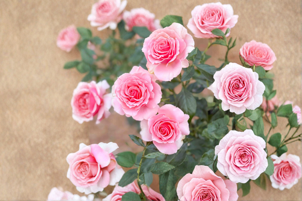 Tournament of Roses Plant 2 Gal Live Bush, Coral Pink Bloom Hybrid Tea Rose for Garden Landscape Outdoor Flowering Shrub