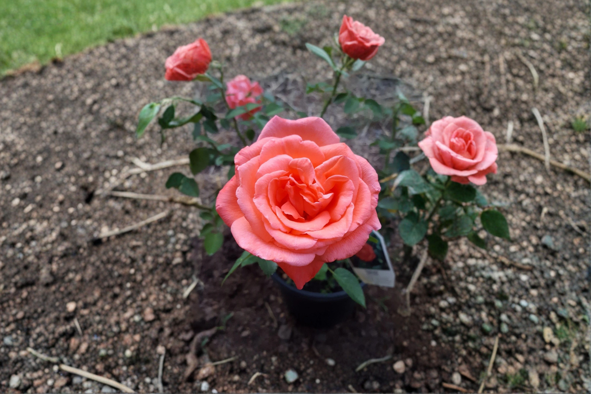 Tropicana Rose Plant 5 Gal Live Hybrid Tea Bush, Large Orange Bloom Rose for Garden Landscape Outdoor Flowering Shrub