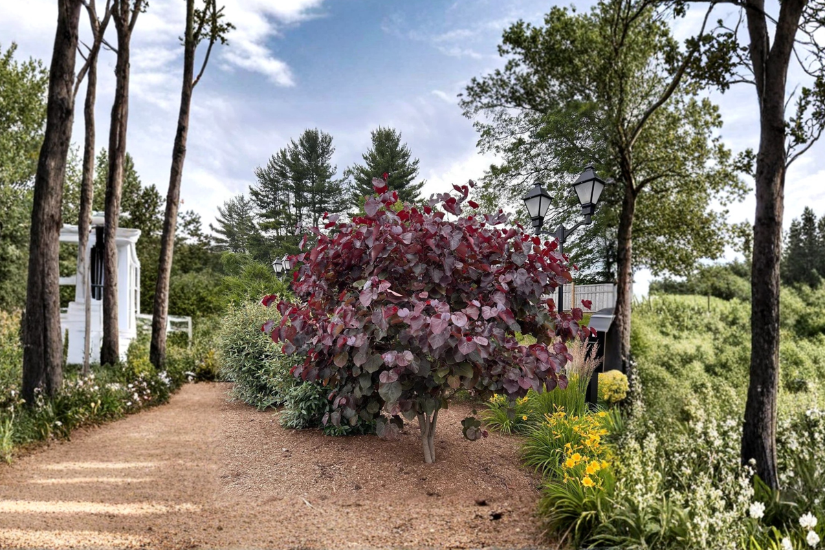Merlot Redbud Tree 4–6 ft Live Plant – Burgundy Foliage Flowering Tree, Pink Spring Blooms Ornamental Landscape Tree