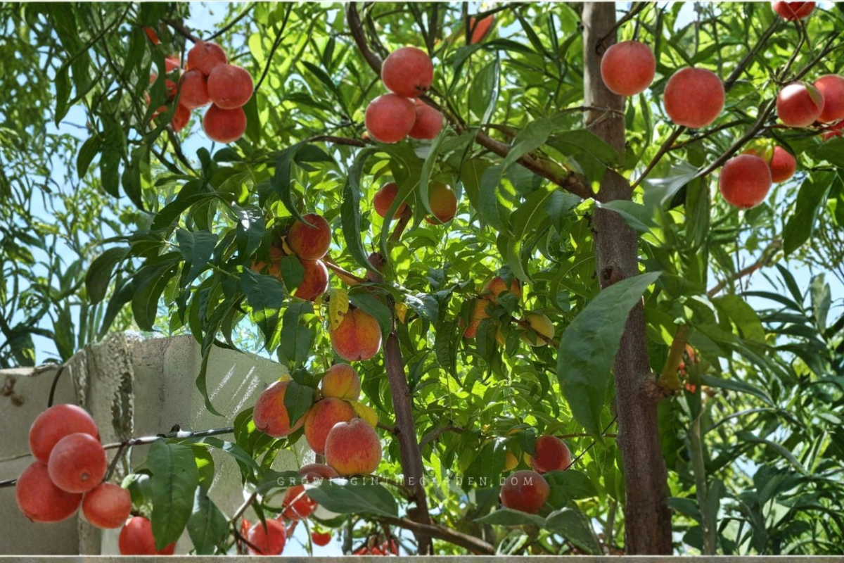 Royal Zest Three Peach Tree Live Plant 4–6 Ft Fruit Tree for Garden Orchard, Deciduous Outdoor Peach Tree
