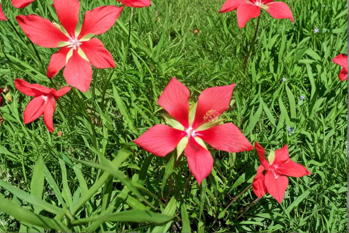 Texas Star Hibiscus 1 Gal Live Plant – Red Flower Hibiscus coccineus, Tall Garden Plant, Ornamental Outdoor Blooming Plant