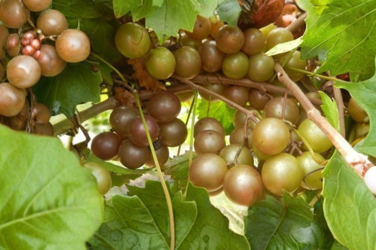 Bronze Chowan Muscadine Grape Vine Live Plant 1 Gallon, Fruit Vine for Garden Vineyard, Outdoor Climbing Plant