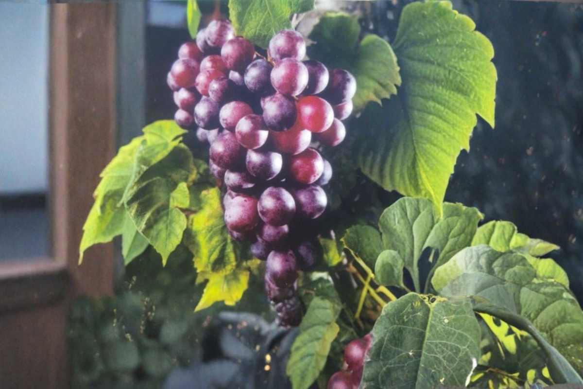 Black Cowart Muscadine Grape Vine Live Plant 3 Gallon, Fruit Vine for Garden Vineyard, Outdoor Climbing Plant
