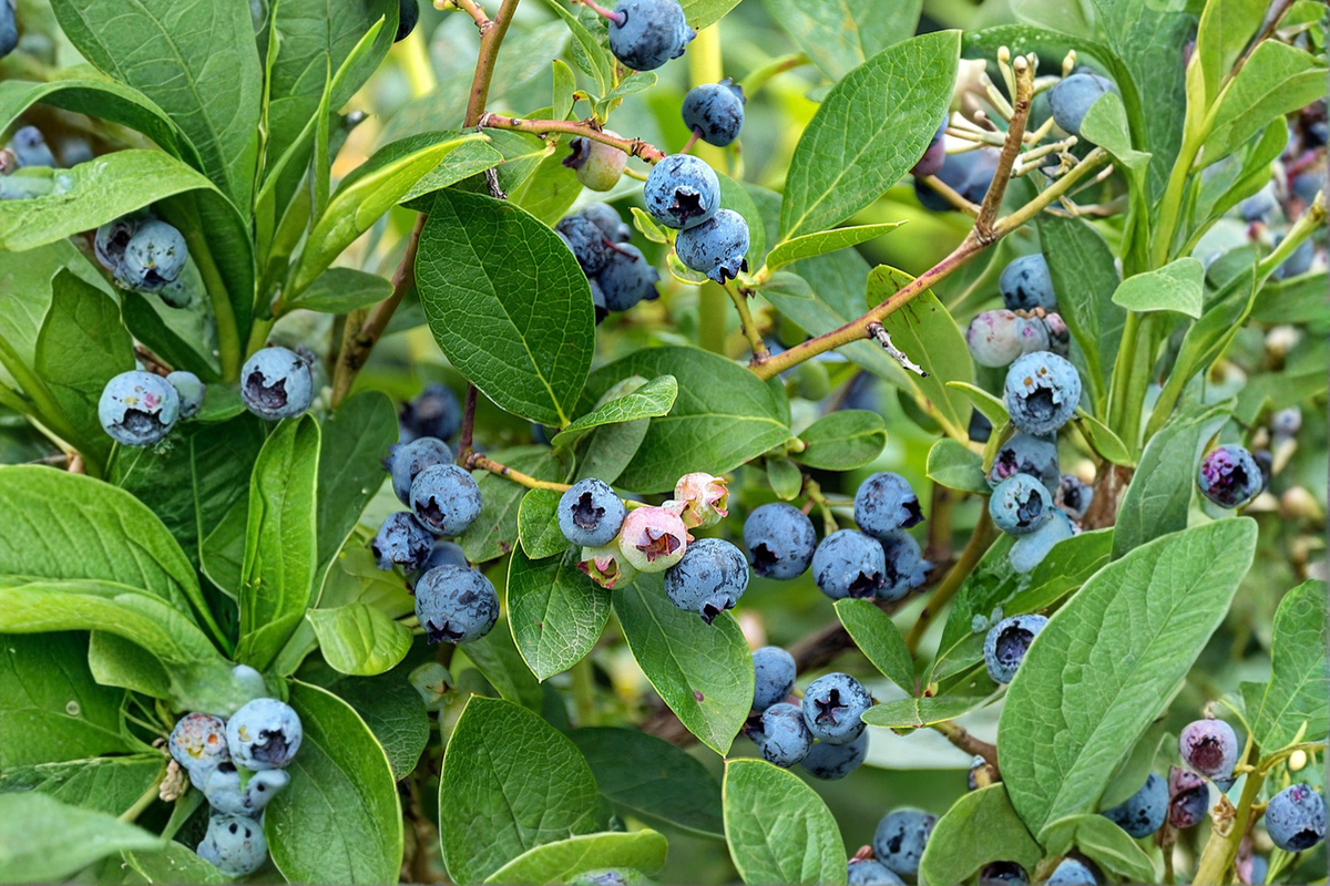 Climax Blueberry Bush Live Plant 1–3 Ft, Rabbiteye Blueberry Plant for Garden, Fruit Bearing Berry Shrub