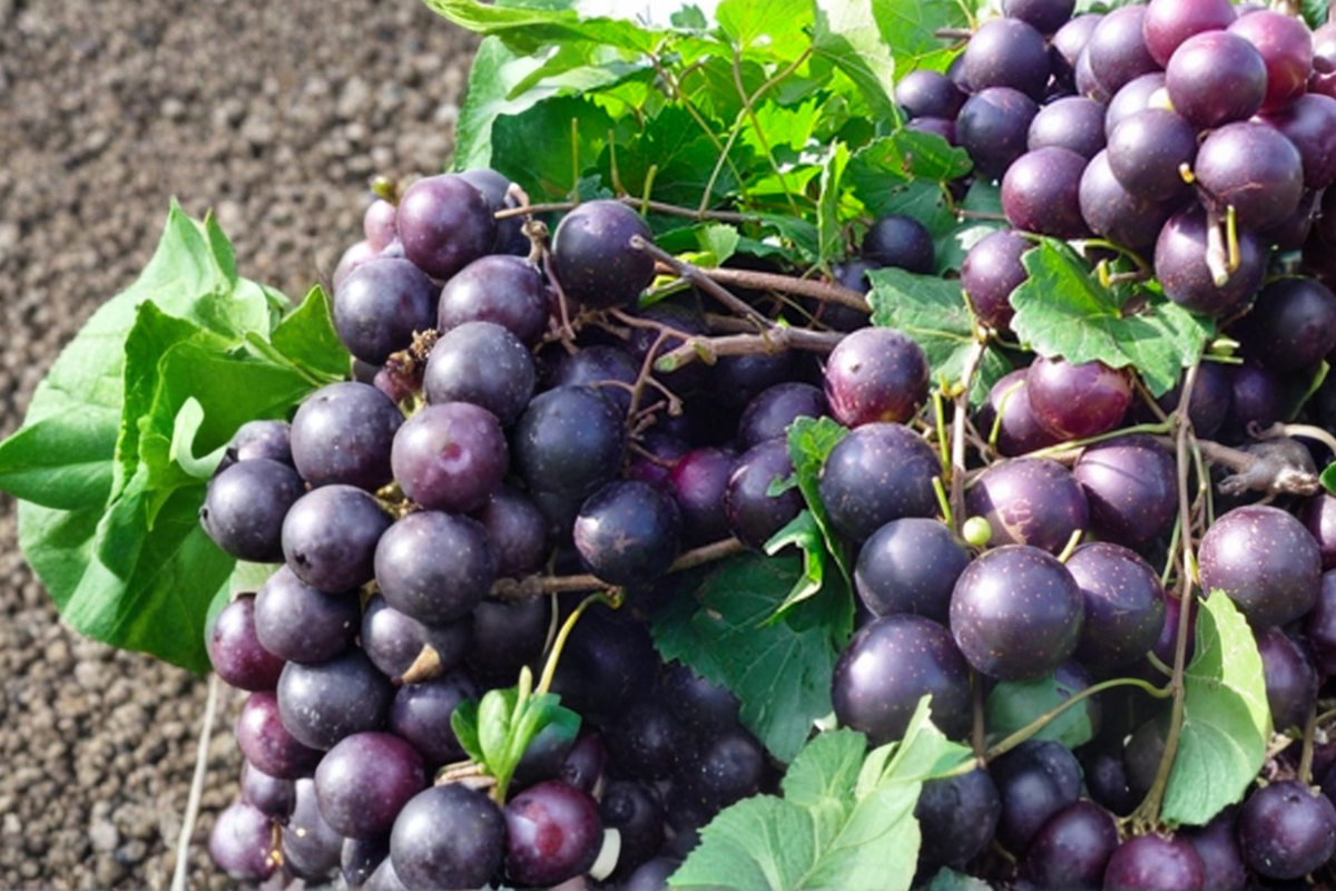 Black Muscadine Grape Vine Live Plant 3 Gallon, Fruit Grape Vine for Garden Vineyard, Climbing Fruit Vine