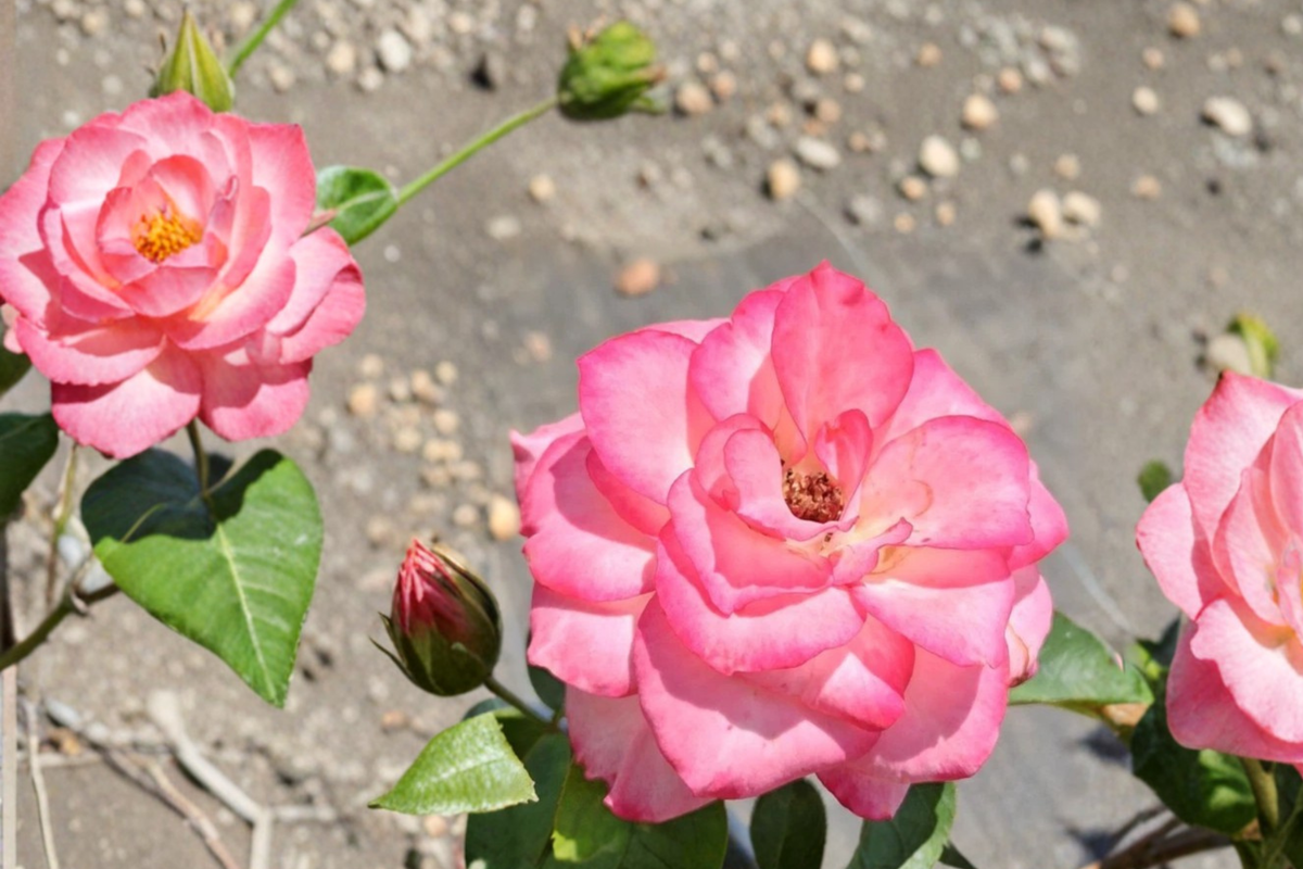Nichole Floribunda Rose Live Plant 1 Gallon – Pink White Everblooming Rose Bush for Garden, Outdoor Landscape Flower Plant