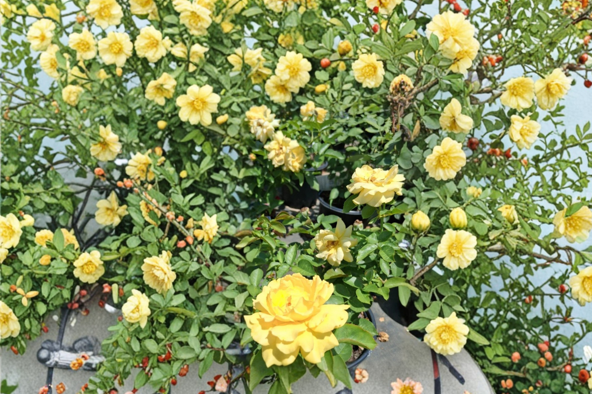 Julia Child Butter Gold Rose 1 Gal Live Plant Yellow Floribunda Rose Bush Garden Flowering Landscape Outdoor