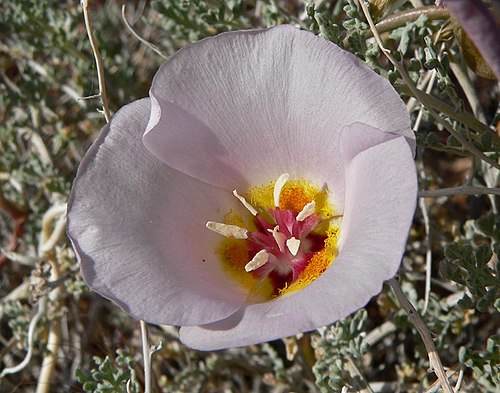 Calochortus Flexuosus Seeds (30) Winding Mariposa Lily - Native Wildflower, White to Lavender Blooms, Pollinator Friendly