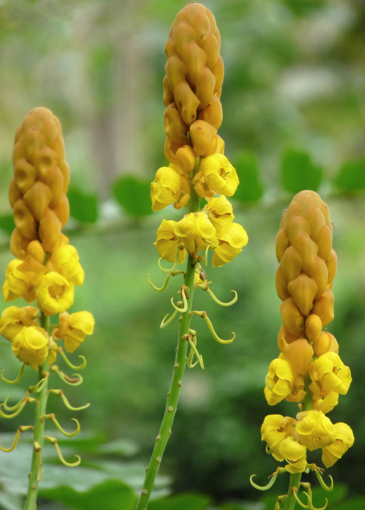 Candle Bush, King of the Jungle (Senna alata, Cassia alata)