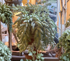 Burro’s Tail Succulent Cutting - Unrooted Sedum Morganianum - Trailing Indoor Plant for Propagation and Hanging Planters