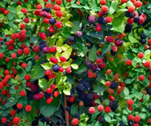 Apache Thornless Blackberry Starter Plug - Rubus 'Apache' - Live Berry Plant for Garden or Container Growing