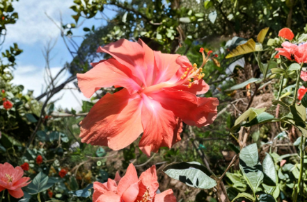 Double Hibiscus Cuttings Unrooted Organic Mixed Colors Salmon Pink Orange Yellow Red Hibiscus rosa-sinensis