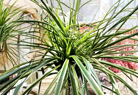 Reverse Variegated Spider Plant Cuttings – 3 Rooted Live Starts for Indoor Growing – Chlorophytum comosum with Green Striped Foliage