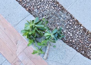 Large Jade Plant Cutting - 1 Inch Diameter Unrooted Succulent - Crassula Ovata - Ideal for Indoor Propagation and Houseplant Collections