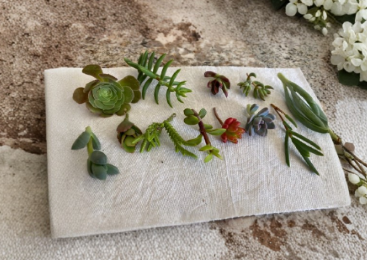 Assorted Succulent Cuttings 12 Pack Unrooted Mixed Varieties for Propagation - Various Species of Cactus and Succulents