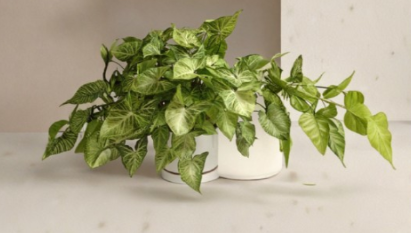 Heart Leaf Philodendron Cuttings Bundle of 5 Unrooted Nodes for Propagation - Philodendron hederaceum Indoor Houseplant