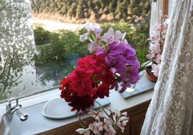 Ivy Geranium Cuttings - 12 Unrooted Mixed Color Cuttings - Pelargonium Peltatum - Trailing Plants for Baskets & Containers