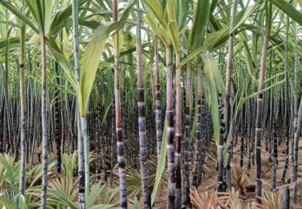 Dark Purple Sugarcane Cuttings - 2 Rooted Live Plants for Garden - Saccharum officinarum - Tropical Grass for Home Growing