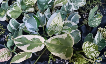 Rooted Pearls and Jade Pothos Plant - Variegated Green Cream Heart Leaf Indoor Vine - Epipremnum Aureum