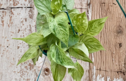 Snow Queen Pothos Cuttings 5 Pack Unrooted Variegated Indoor Houseplant Epipremnum Aureum Devil's Ivy for Propagation