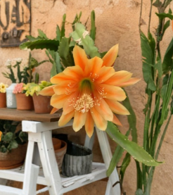 Epiphyllum Cutting - King Midas - Golden Orange Flower Variety - Unrooted for Propagation - Epiphyllum ‘King Midas’