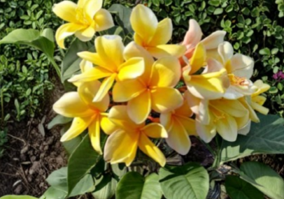 Unrooted Plumeria Cutting for Propagation - Frangipani Stem Cutting - Tropical Plant - Plumeria spp.