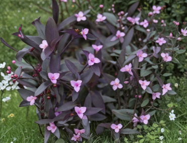 Purple Heart Cuttings Set of 5 - Tradescantia Pallida - Unrooted Indoor Outdoor Vine Plant for Propagation