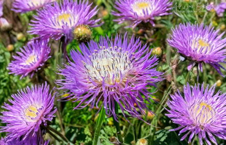 Basketflower Seeds 100 Heirloom Centaurea americana Native Wildflower for Gardens and Cut Flowers