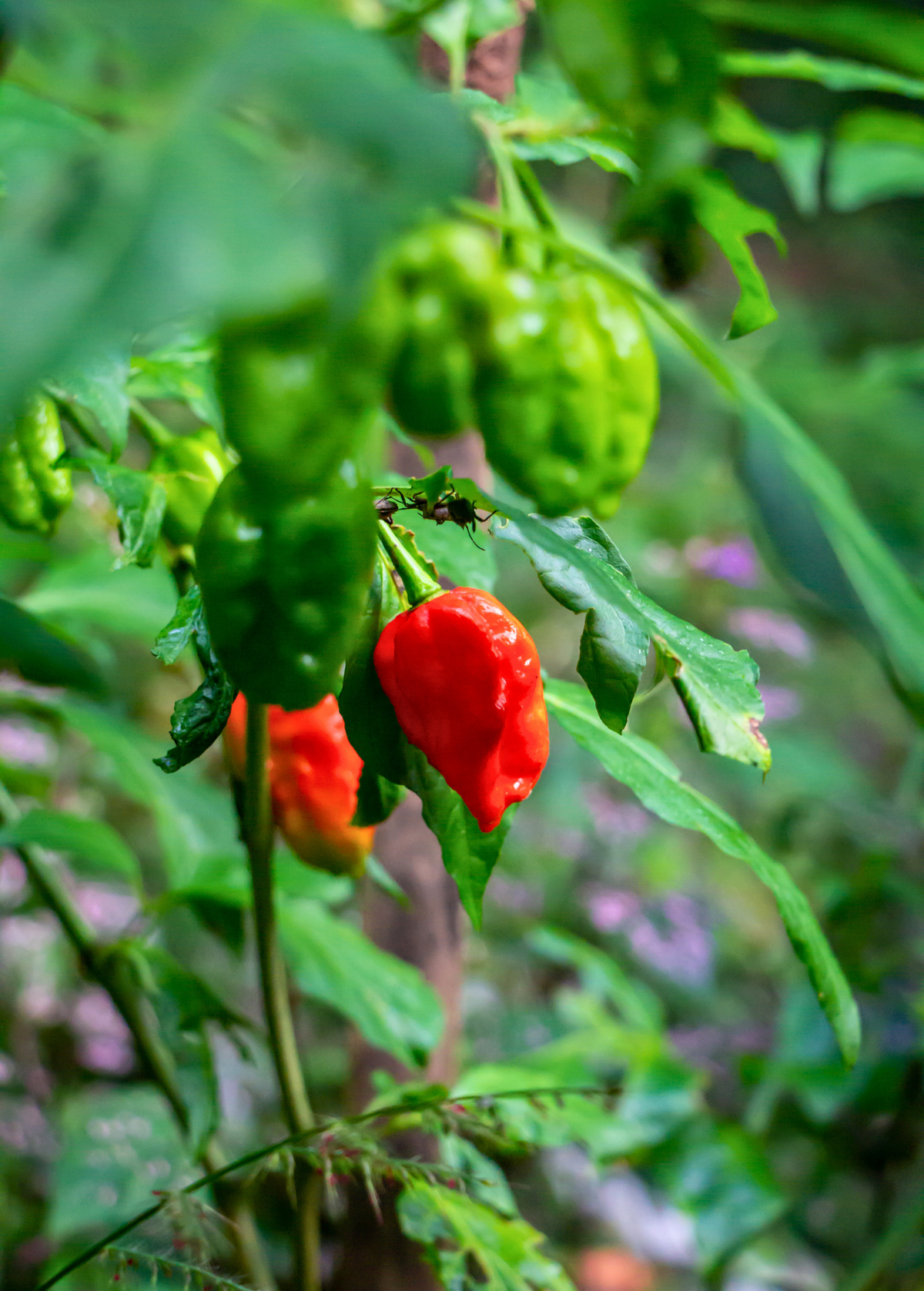 Carolina Reaper (Capsicum chinense)