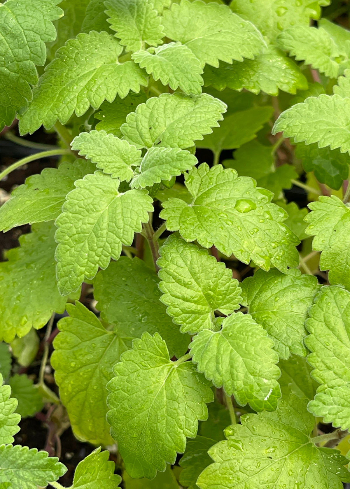 Catnip (Nepeta cataria)