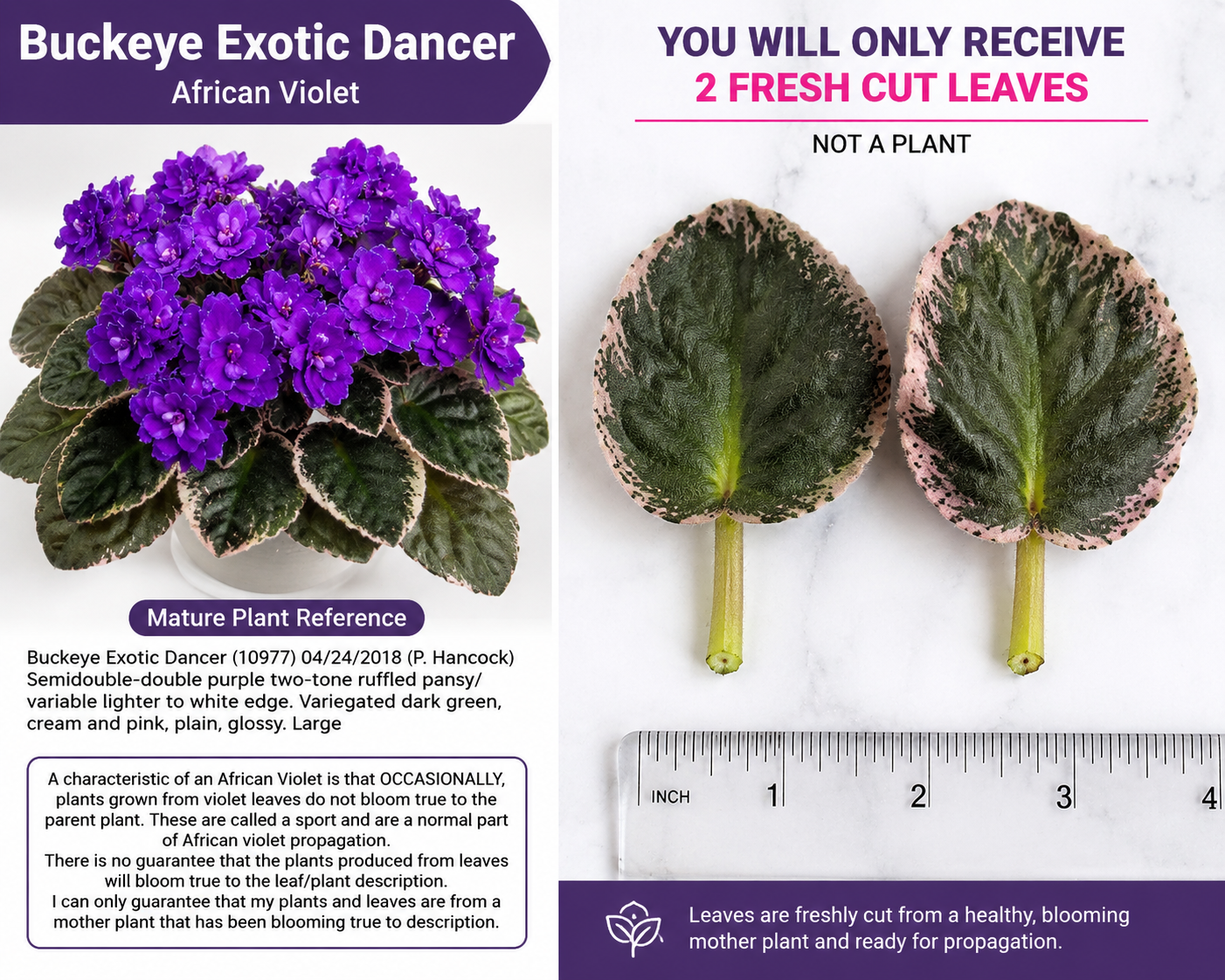 African Violet Leaves 2 Pack - Buckeye Exotic Dancer - Saintpaulia ionantha - Indoor Plant Cuttings for Propagation