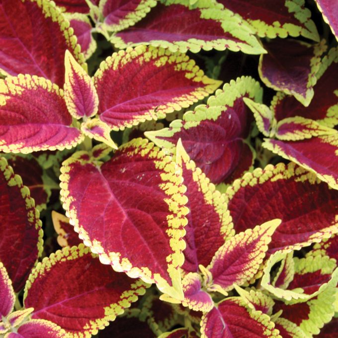 Coleus 'Defiance' Live House Plant - Small Bareroot Starter with Bright Red Foliage - Easy Indoor/Outdoor Shade Plant