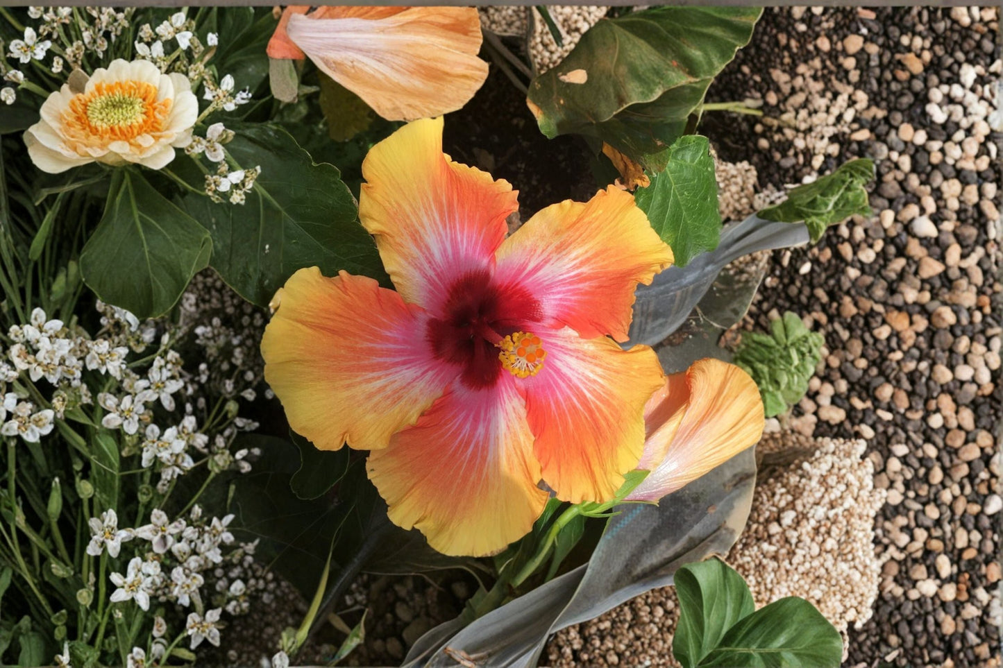 Sensation Hibiscus Plant - Tropical Evergreen Shrub with Apricot Blooms - Hibiscus rosa-sinensis ‘Sensation’
