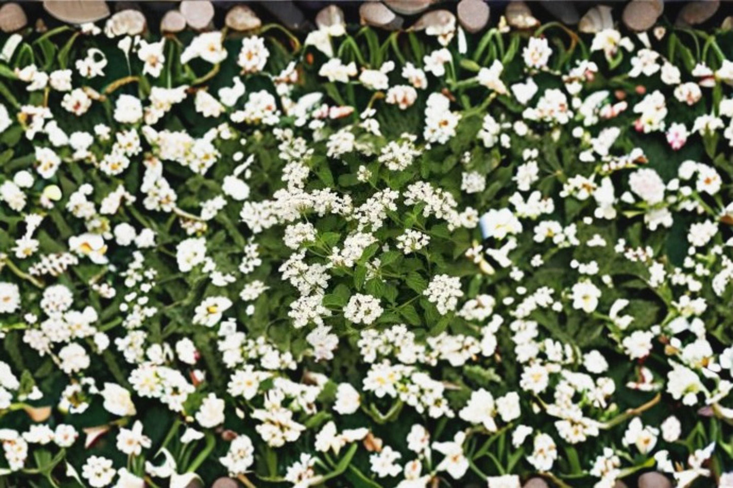 Trailing Lantana Plant - Starter Size - Colorful Blooms - Lantana camara - Ideal for Containers & Groundcover