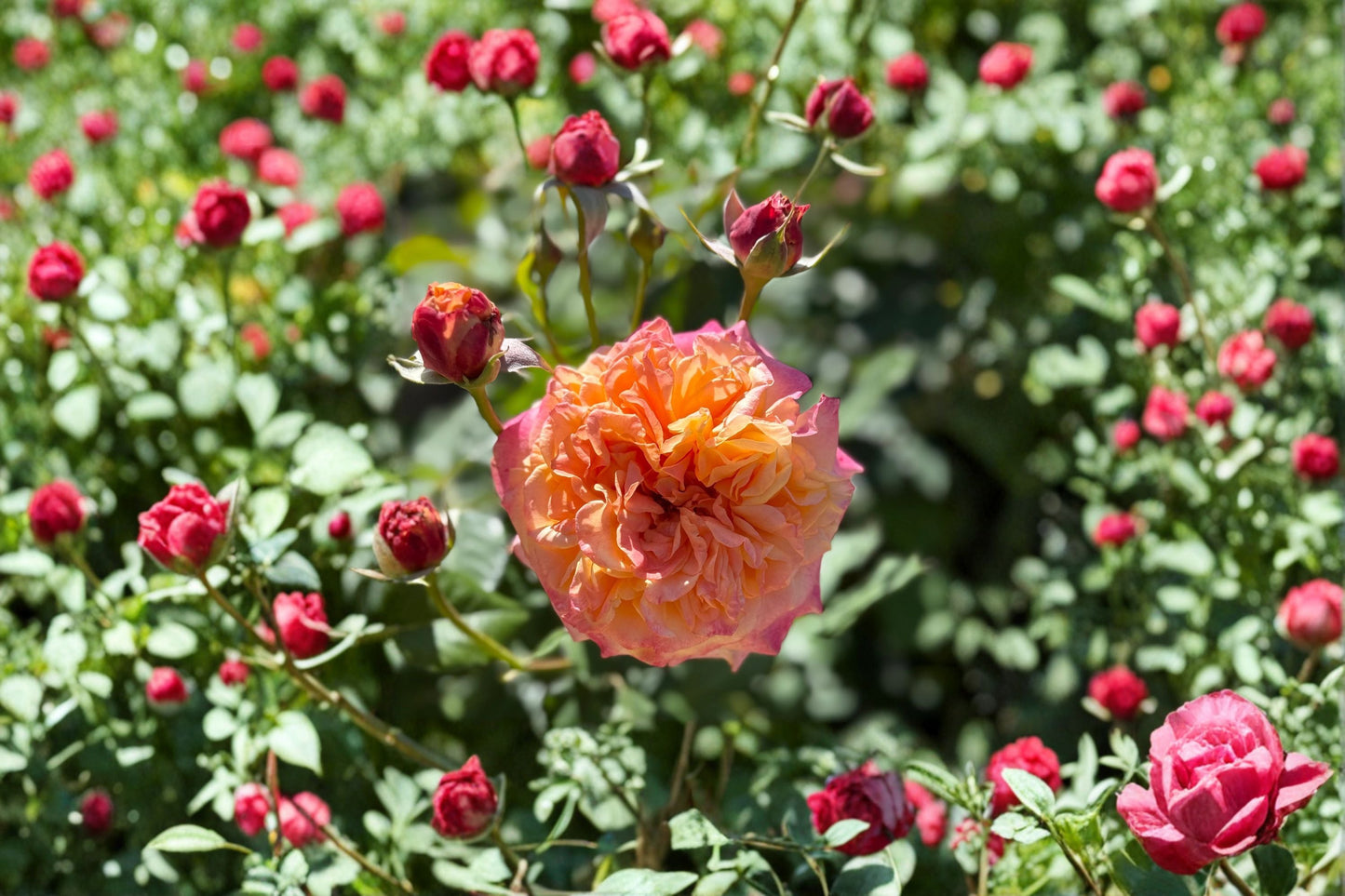 Crazy Love Rose Live Plant - 1.5 Gal Apricot Orange Shrub Rose - Rosa 'Crazy Love' - Fragrant, Repeat Blooming, Own Root