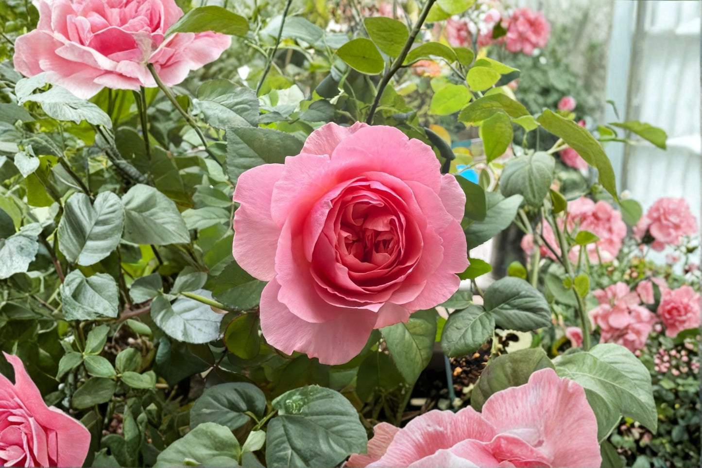 Victoria’s Kiss Rose Live Plant - Pink Peony Style Cut Rose - Rosa hybrid - Densely Double Flowers - Light to Deep Pink Blooms